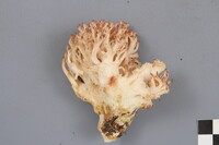 Ramaria botrytis image